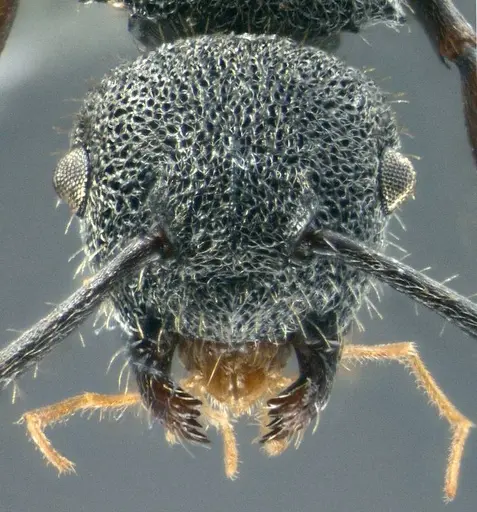 Echinopla brevisetosa specimen CASENT0914945 image casent0914945_2