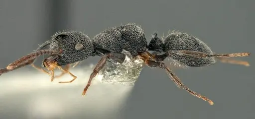 Echinopla brevisetosa specimen CASENT0914945 image casent0914945_3