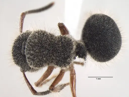 Echinopla cherapunjiensis specimen ANTWEB1008034 image antweb1008034_1
