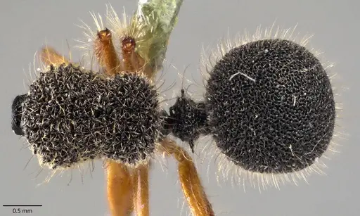 Echinopla cherapunjiensis specimen ANTWEB1041844 image antweb1041844_1