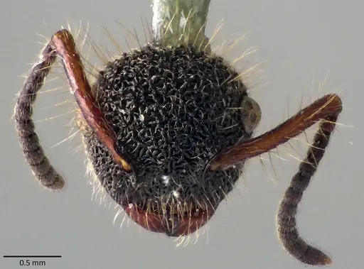 Echinopla cherapunjiensis specimen ANTWEB1041844 image antweb1041844_2