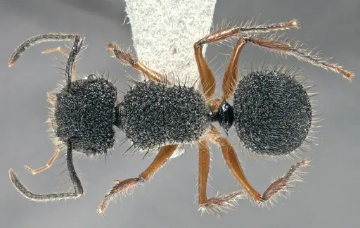 Echinopla circulus specimen CASENT0914946 image casent0914946_1