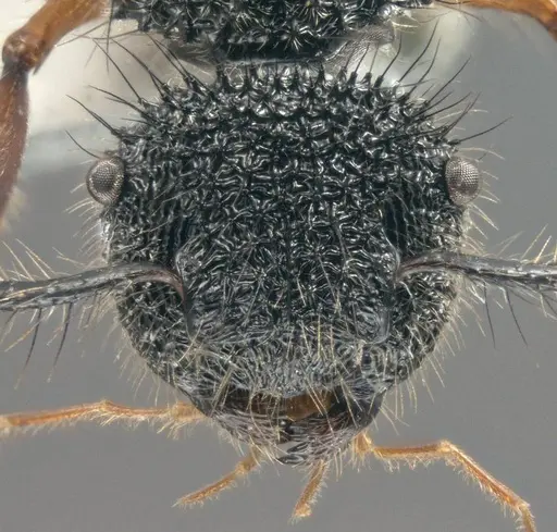 Echinopla circulus specimen CASENT0914946 image casent0914946_2