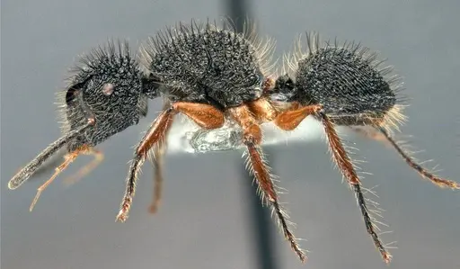 Echinopla circulus specimen CASENT0914946 image casent0914946_3