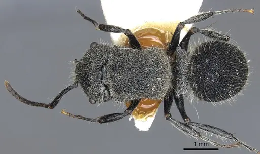 Echinopla crenulata specimen CASENT0903468 image casent0903468_1