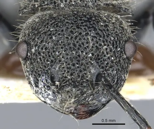 Echinopla crenulata specimen CASENT0903468 image casent0903468_2