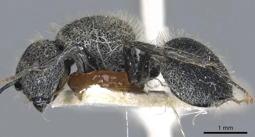 Echinopla crenulata specimen CASENT0903468 image casent0903468_3