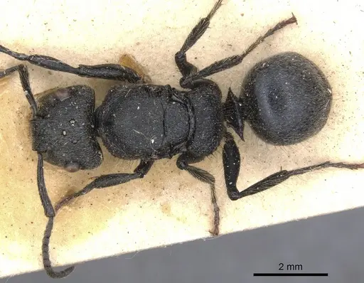 Echinopla deceptor specimen CASENT0901884 image casent0901884_1