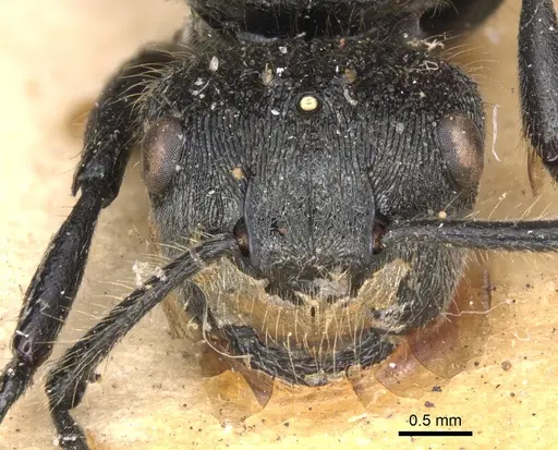 Echinopla deceptor specimen CASENT0901884 image casent0901884_2