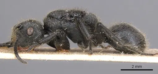 Echinopla deceptor specimen CASENT0901884 image casent0901884_3