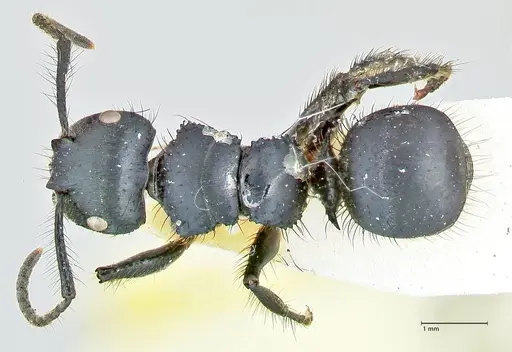 Echinopla densistriata specimen FOCOL2562 image focol2562_1