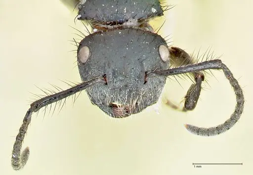 Echinopla densistriata specimen FOCOL2562 image focol2562_2