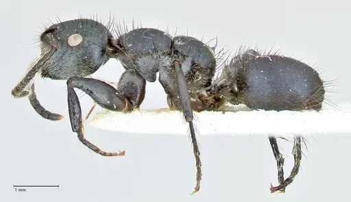 Echinopla densistriata specimen FOCOL2562 image focol2562_3