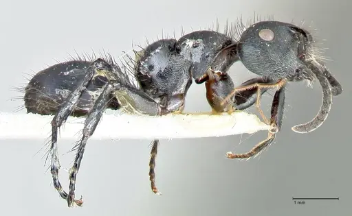 Echinopla densistriata specimen FOCOL2562 image focol2562_4