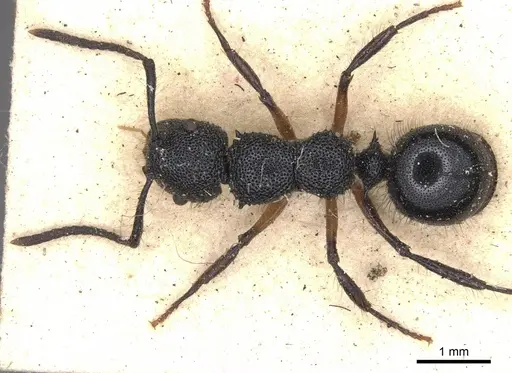 Echinopla dubitata specimen CASENT0901881 image casent0901881_2