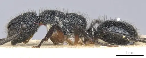 Echinopla dubitata specimen CASENT0903470 image casent0903470_3