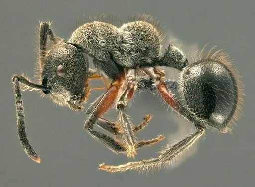 Echinopla fisheri specimen CASENT0214564 image casent0214564_3