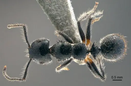 Echinopla lateropilosa specimen CASENT0922769 image casent0922769_1