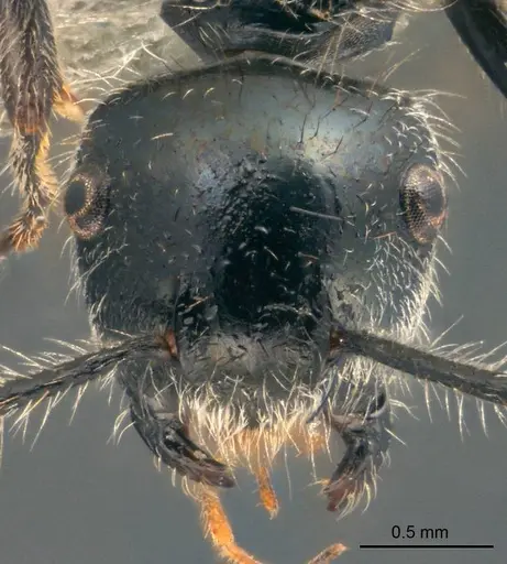 Echinopla lateropilosa specimen CASENT0922769 image casent0922769_2
