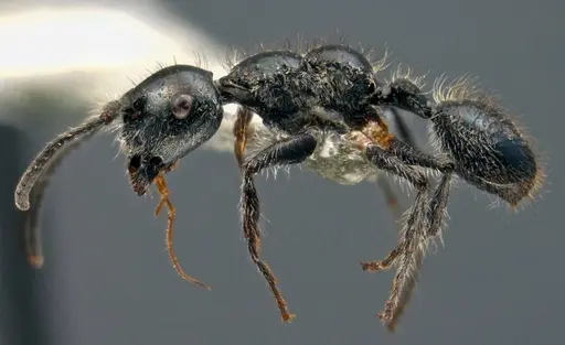 Echinopla lateropilosa specimen CASENT0922769 image casent0922769_3