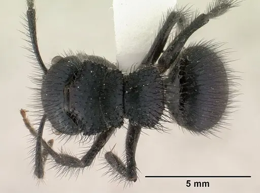 Echinopla lineata specimen CASENT0179006 image casent0179006_1