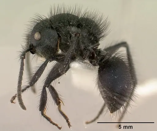 Echinopla lineata specimen CASENT0179006 image casent0179006_3