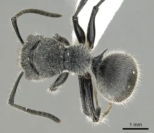 Echinopla lineata specimen CASENT0280335 image casent0280335_1