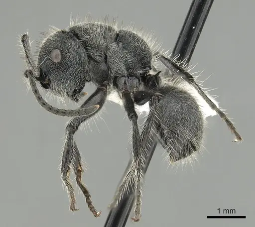 Echinopla lineata specimen CASENT0280335 image casent0280335_3