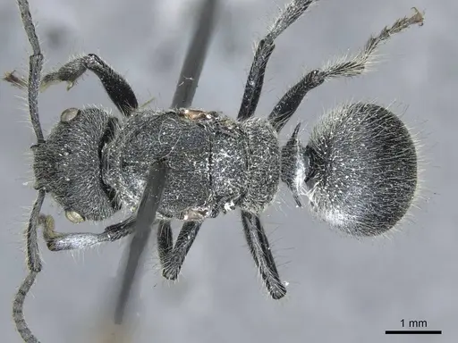 Echinopla lineata specimen CASENT0910967 image casent0910967_1