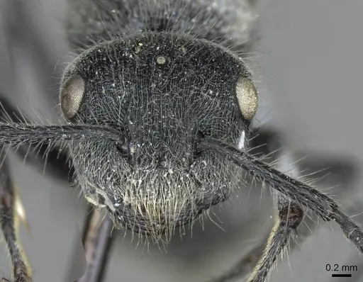 Echinopla lineata specimen CASENT0910967 image casent0910967_2