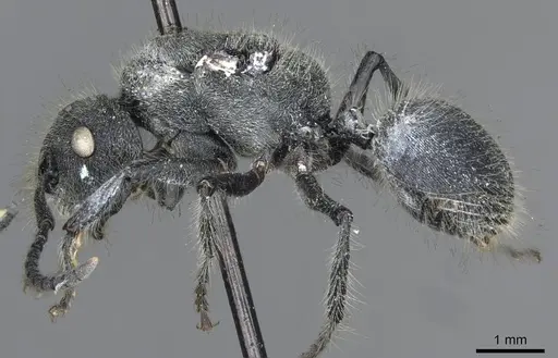 Echinopla lineata specimen CASENT0910967 image casent0910967_3
