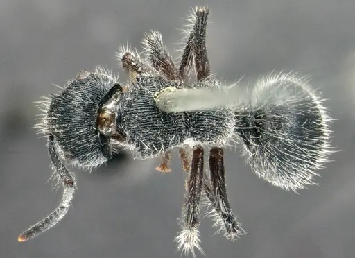 Echinopla lineata specimen CASENT0914947 image casent0914947_1