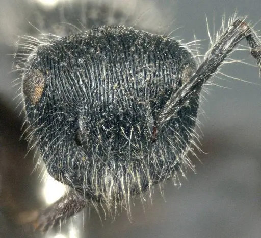 Echinopla lineata specimen CASENT0914947 image casent0914947_2