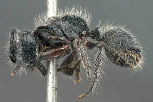 Echinopla lineata specimen CASENT0914947 image casent0914947_3