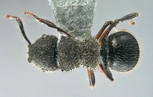 Echinopla madli specimen CASENT0914948 image casent0914948_1