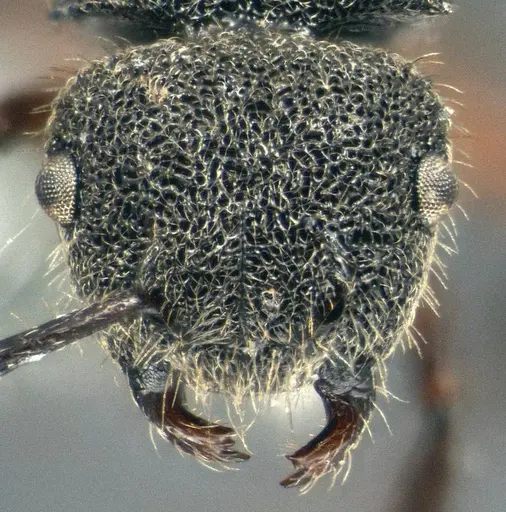 Echinopla madli specimen CASENT0914948 image casent0914948_2