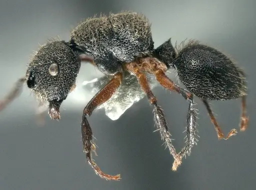 Echinopla madli specimen CASENT0914948 image casent0914948_3