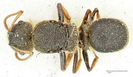 Echinopla maeandrina specimen FOCOL2563 image focol2563_1