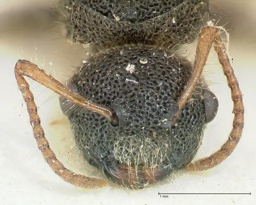 Echinopla maeandrina specimen FOCOL2563 image focol2563_2