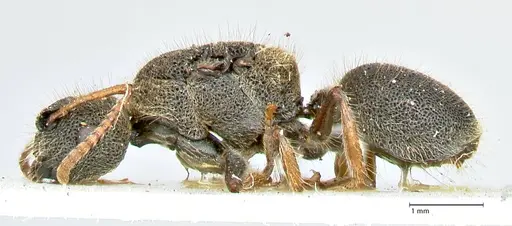 Echinopla maeandrina specimen FOCOL2563 image focol2563_3