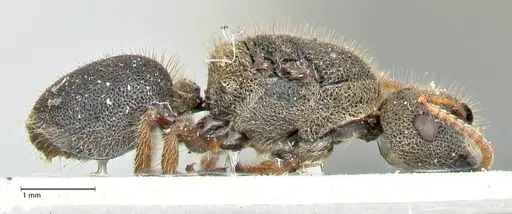 Echinopla maeandrina specimen FOCOL2563 image focol2563_4