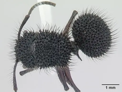 Echinopla melanarctos specimen CASENT0178497 image casent0178497_1