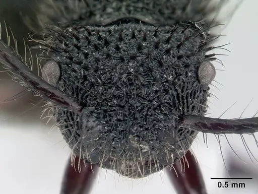 Echinopla melanarctos specimen CASENT0178497 image casent0178497_2