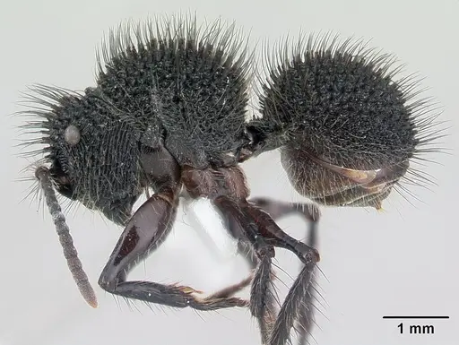 Echinopla melanarctos specimen CASENT0178497 image casent0178497_3