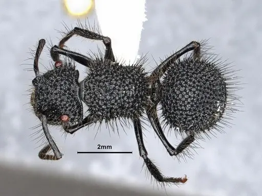 Echinopla melanarctos specimen CASENT0884107 image casent0884107_1