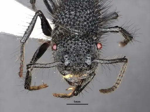 Echinopla melanarctos specimen CASENT0884107 image casent0884107_2