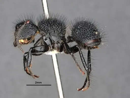 Echinopla melanarctos specimen CASENT0884107 image casent0884107_4