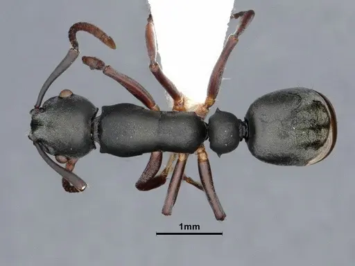 Echinopla mistura specimen CASENT0884106 image casent0884106_1
