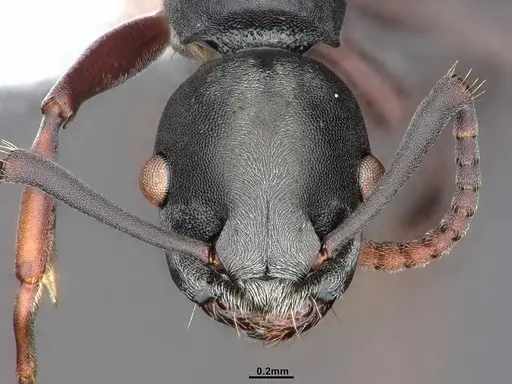 Echinopla mistura specimen CASENT0884106 image casent0884106_2