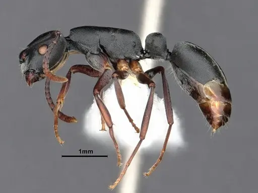 Echinopla mistura specimen CASENT0884106 image casent0884106_3